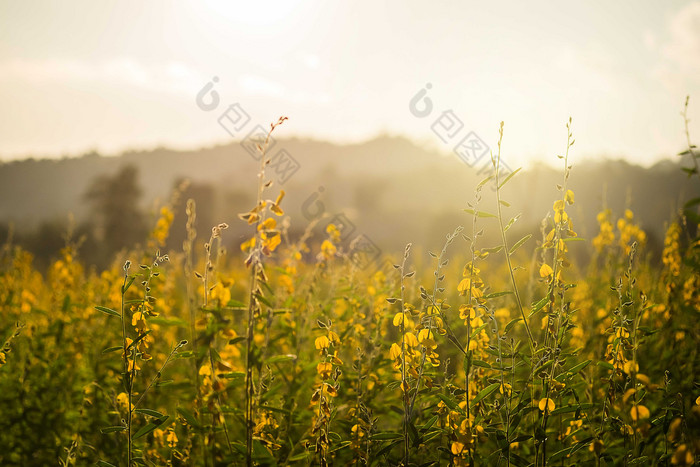 野外的黄色小花摄影图