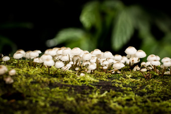 苔藓真菌蘑菇摄影图