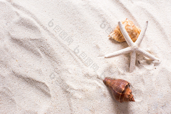沙子上的海螺和海星