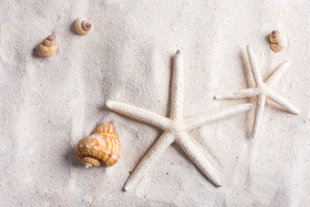 海星和海螺在沙子上