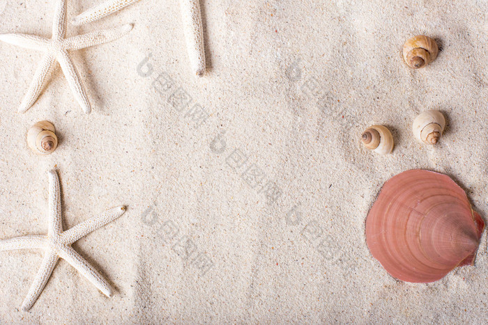 海 海滩上的贝壳与沙子