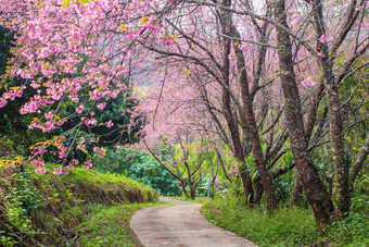 美丽的樱花小道摄影图