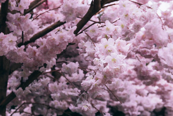 春天景色樱花花卉