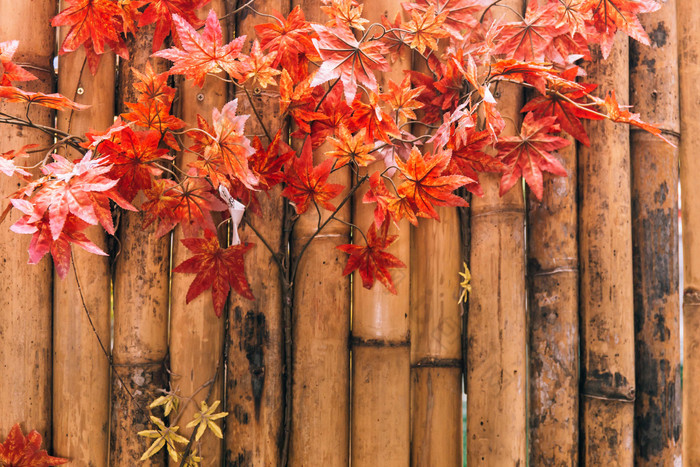 竹子上的红枫红叶