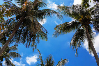 蓝天下的椰树摄影图