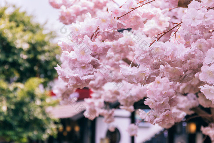 唯美樱花花卉摄影图