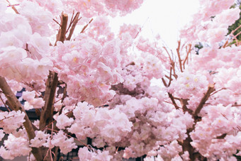 阳光下的粉色樱花