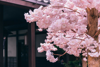 粉色樱花花卉摄影图