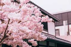 房屋外的樱花摄影图