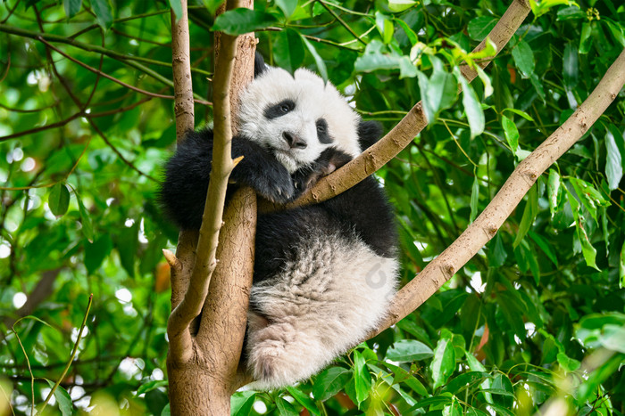 爬树上的可爱大熊猫