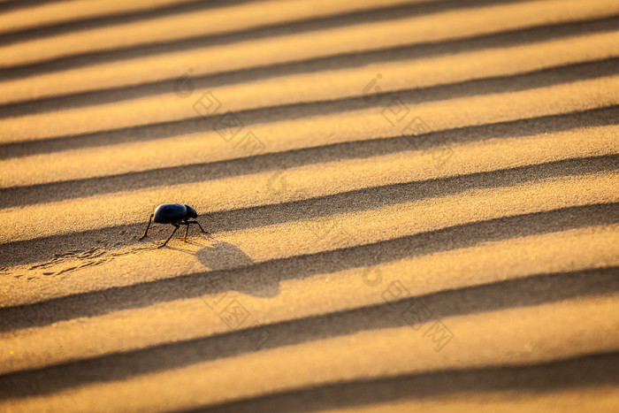 在沙丘上爬行的甲壳虫
