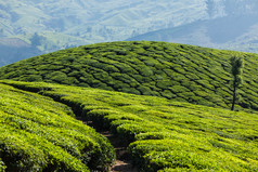 农业印度绿茶茶园