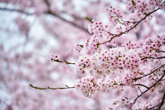 盛开的美丽<strong>樱花</strong>树