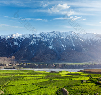 绿油油的大片茶园