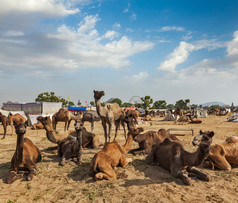 沙漠里休憩的骆驼图片