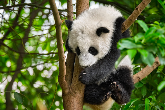 中国可爱的国宝大熊猫