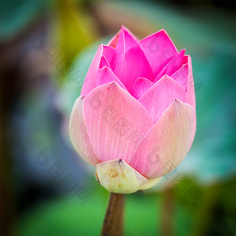 莲花花卉花状装饰盛开