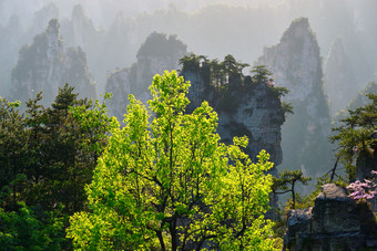 树林<strong>远山</strong>摄影图片