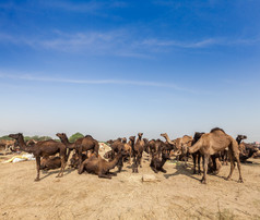 沙漠里成群的骆驼摄影图片