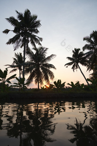 夕阳下热带树林的剪影