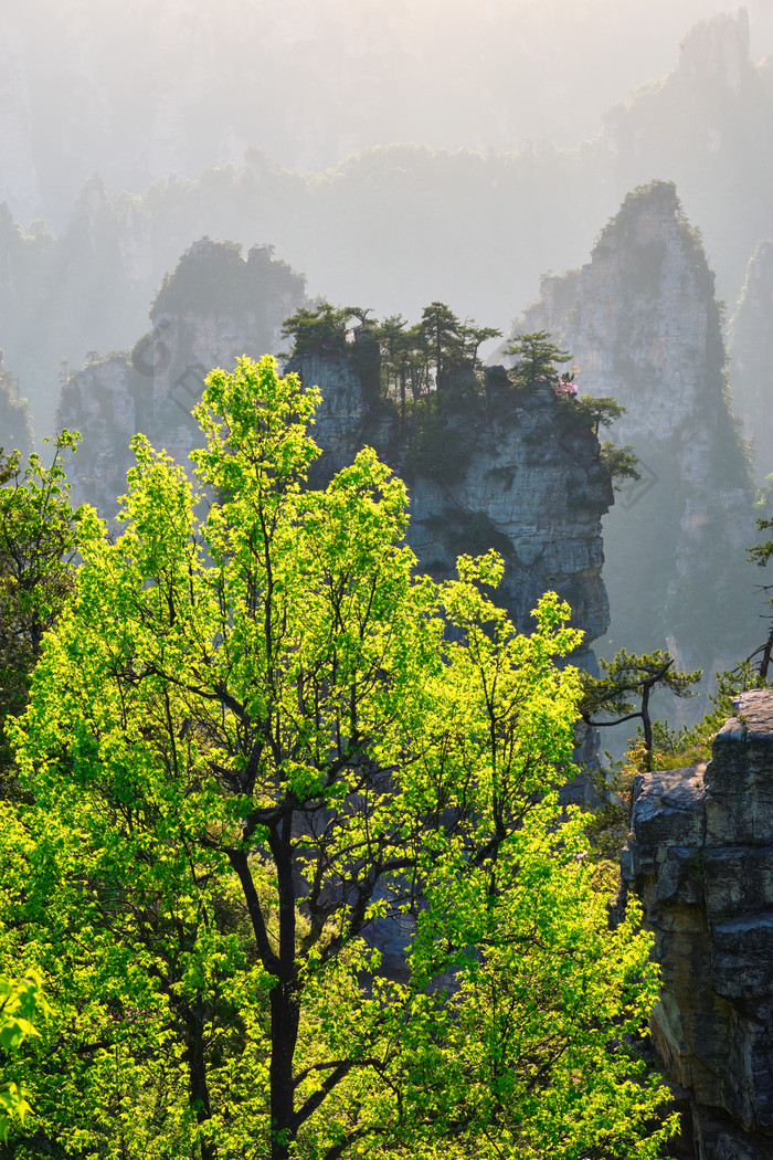 大树远山摄影图片