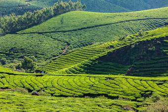 <strong>山坡</strong>茶田茶园种植园<strong>摄影图</strong>