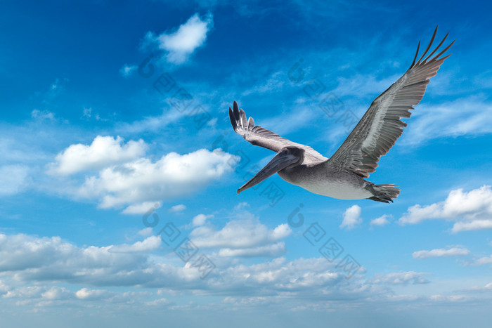 飞行的海鸥摄影图片
