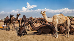 沙地上休憩的骆驼摄影图片