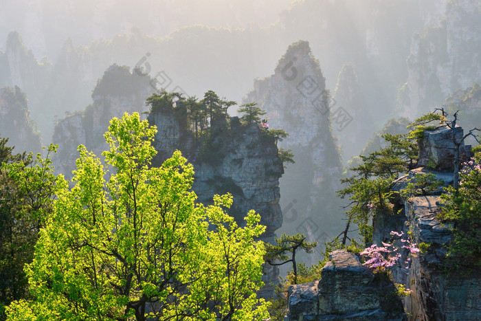 山峰植物摄影图片