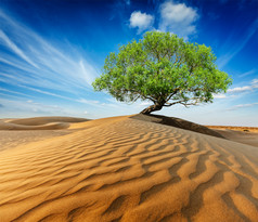 蓝天下沙漠中的一棵绿树