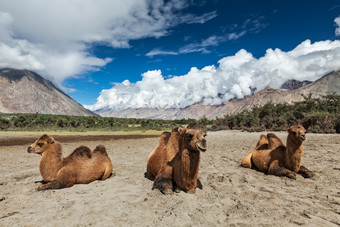 三只在<strong>沙漠里</strong>休息<strong>的</strong>骆驼图片