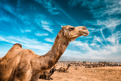 沙漠里的骆驼特写摄影图