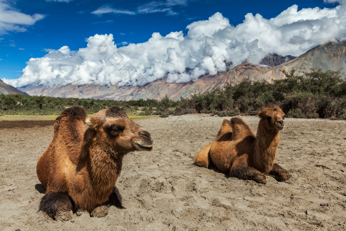 在沙漠里休息的两只骆驼图片