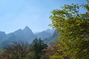 植物树木远<strong>山</strong>摄影图片