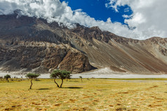 山脚下黄绿色的草地风景图