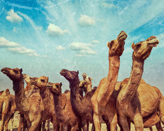沙漠里的高大骆驼群摄影图