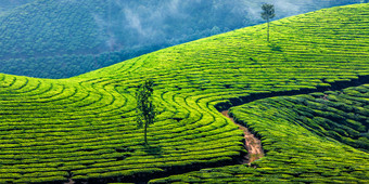 山间茶园种植茶<strong>田</strong>