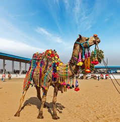 蓝色天空沙漠骆驼摄影图