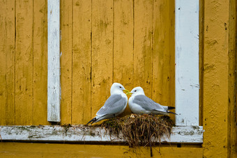 海鸥禽猎鸟挪威