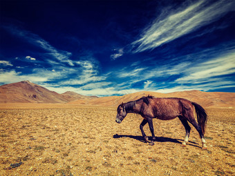 蓝天白云牧草地上的马摄影图片
