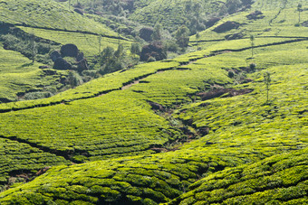 绿色茶山绿茶摄影图