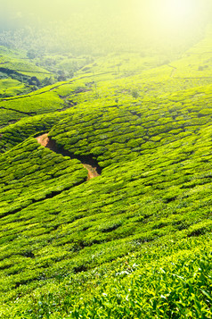 茶山绿色茶叶摄影图