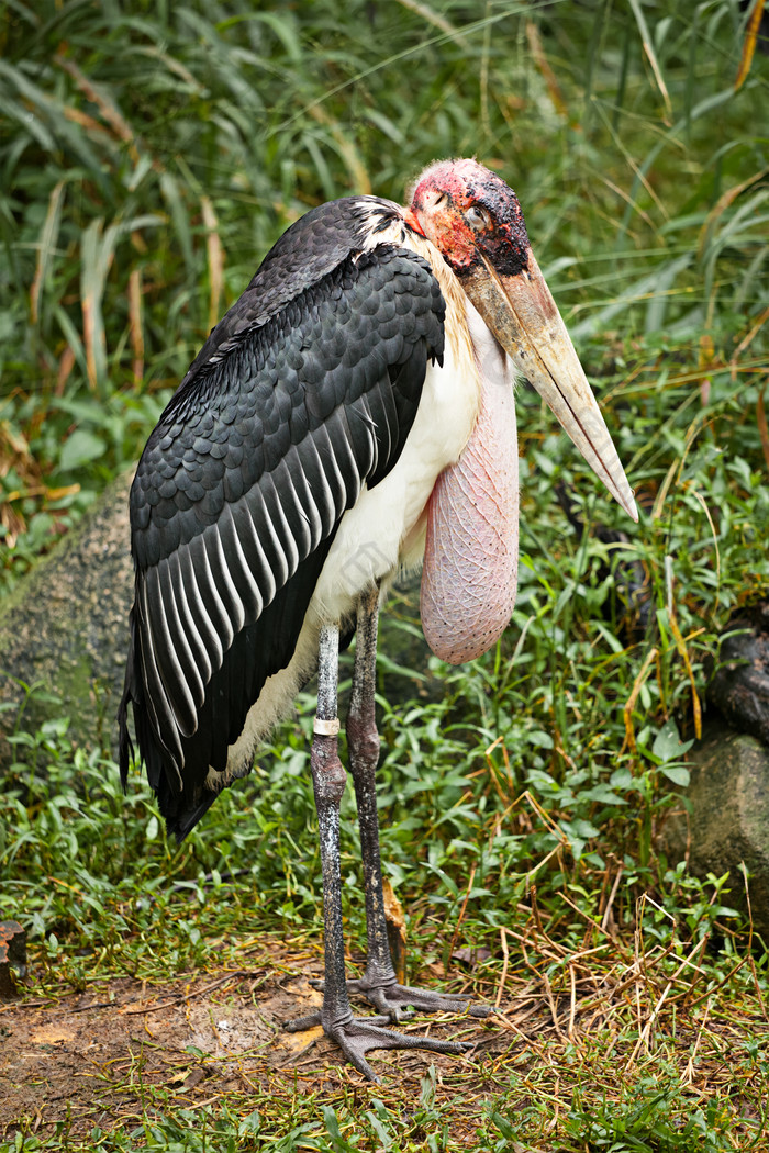 leptoptiloscrumeniferus马拉布鹳
