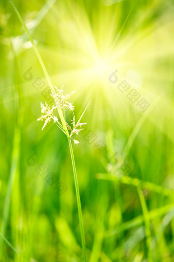 农田里的绿色植物特写图片