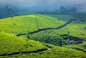 茶种植园田园景色