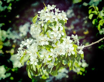 白色花朵花枝摄影图片