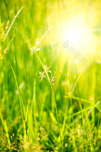 绿色植物特写摄影图片