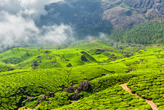 山坡茶园茶田风景