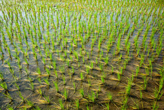 新鲜绿色的大米种植田地
