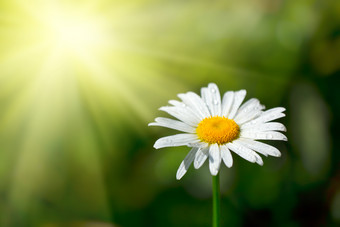 阳光照耀下的小雏菊